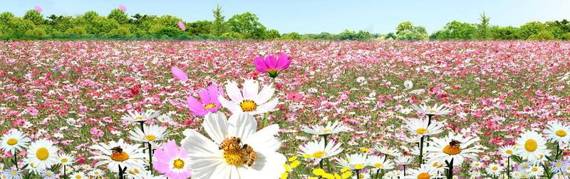 唐山花卉市场招商公司